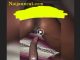 Naija Lady Nicely Collecting The Dick From the Back