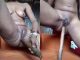 Horny Naija Girl Fucking Her Pussy With Turning Garri Stick