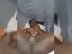 Nonstop Masturbation Video Of Lovell From Kumasi